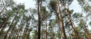 Der Mann wurde im Wald von einem Polizisten entdeckt.