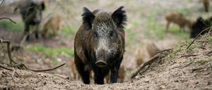 Zuletzt fiel ein Hund Wildschweinen zum Opfer.