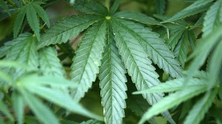 Im Volkspark wurden in der vergangenen Freiluftsaison mehr Cannabiskonsumenten erwischt.
