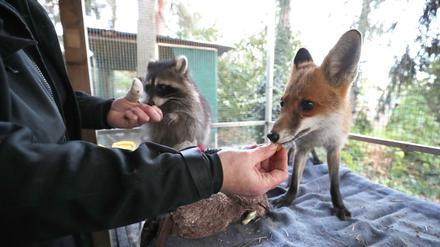 Bislang werden die Tiere in Ebelings Praxis in Geltow aufgenommen. 