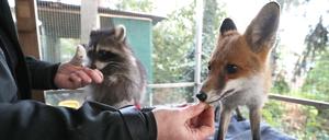 Bislang werden die Tiere in Ebelings Praxis in Geltow aufgenommen. 