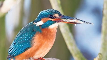 Der leuchtend-bunte Eisvogel frisst kleine Fische.