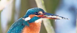 Der leuchtend-bunte Eisvogel frisst kleine Fische.
