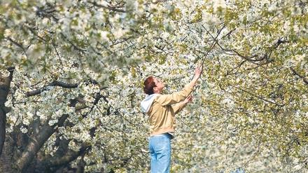 Ob die Obstbäume in diesem Jahr wirklich früher als erwartet erblühen, wird sich zeigen müssen.