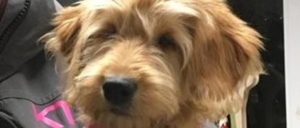 Dieser Golden Doodle wurde in Fichtenwalde gefunden.