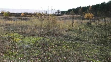 In einem über 300 Hektar großen Waldstück bei Grünheide in Brandenburg möchte Elon Musk, Gründer des E-Auto-Fabrikanten Tesla, ab 2021 etwa 7.000 Mitarbeiter tausende Elektroautos vom Band rollen und Batterien herstellen lassen. Aufgenommen am 13. November 2019.