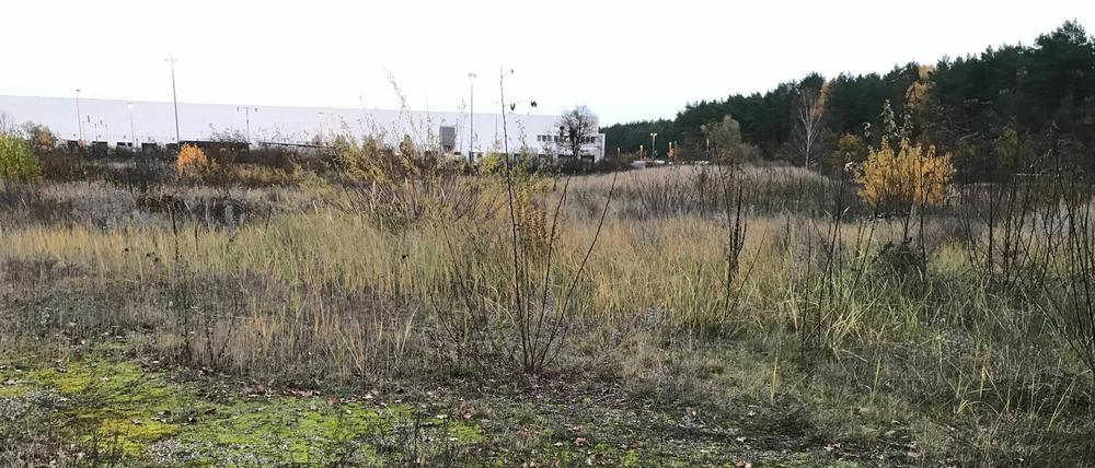 In einem über 300 Hektar großen Waldstück bei Grünheide in Brandenburg möchte Elon Musk, Gründer des E-Auto-Fabrikanten Tesla, ab 2021 etwa 7.000 Mitarbeiter tausende Elektroautos vom Band rollen und Batterien herstellen lassen. Aufgenommen am 13. November 2019.