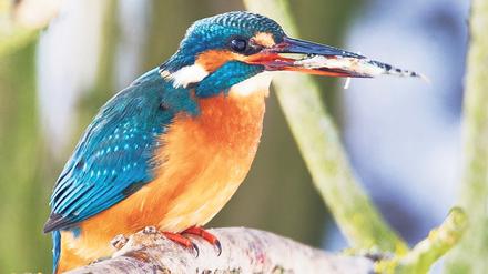 Bei der Vogelwanderung wird dieser kleine Kerl gesucht.