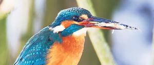 Bei der Vogelwanderung wird dieser kleine Kerl gesucht.