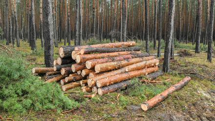 Gefällte Kiefern liegen im Wald auf dem künftigen Gelände der Tesla-Gigafactory bei Grünheide.