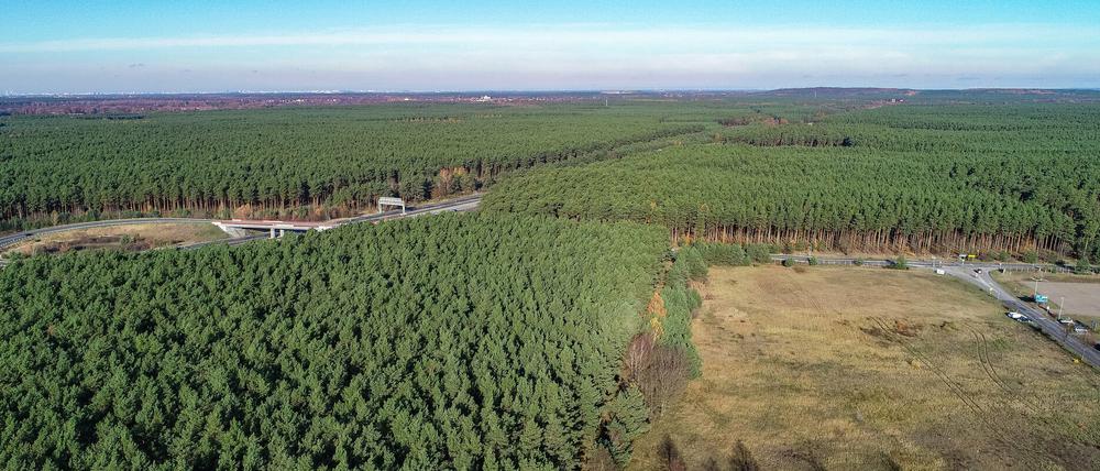 Auf diesem Gelände soll das Tesla-Werk bei Grünheide entstehen. 