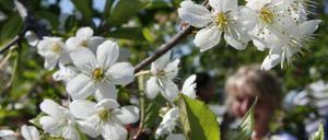 Wie und wo das Baumblütenfest 2020 genau stattfinden wird, ist noch unklar.