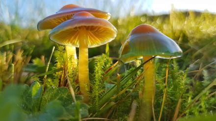 Auch der Papageien-Saftling wächst auf der Wiese, wie Jan Hafts Dokumentationsfilm "Die Wiese" zeigt. 