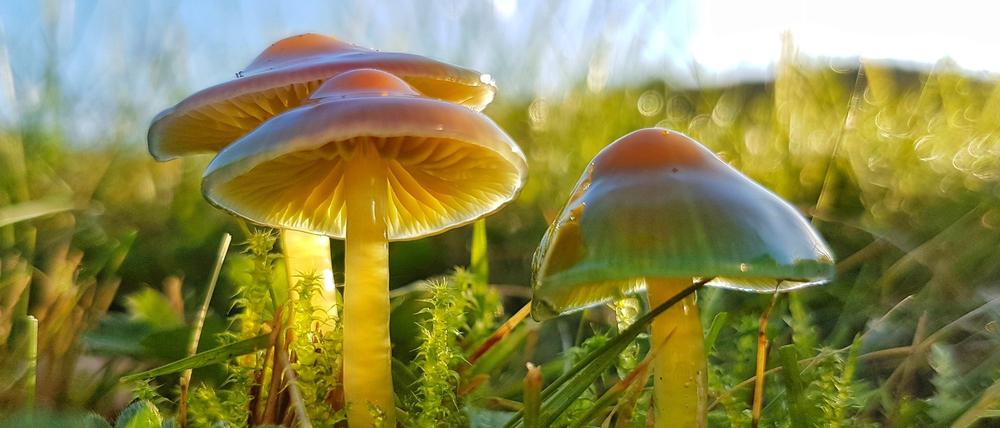 Auch der Papageien-Saftling wächst auf der Wiese, wie Jan Hafts Dokumentationsfilm "Die Wiese" zeigt.