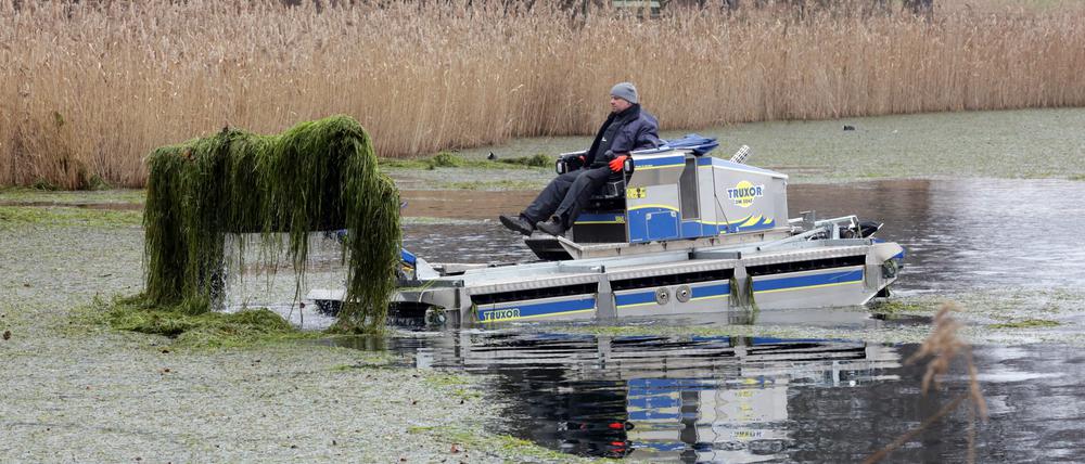Vom Grund des Heiligen Sees löste sich Seegras, das nun auf dem Wasser treibt. 