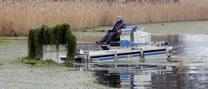 Vom Grund des Heiligen Sees löste sich Seegras, das nun auf dem Wasser treibt. 