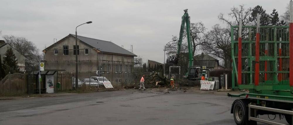 Baumfällung an Eichenallee in der Ruhlsdorfer Straße.
