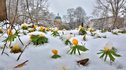 2018 schneite es zum Frühlingsanfang in Potsdam.