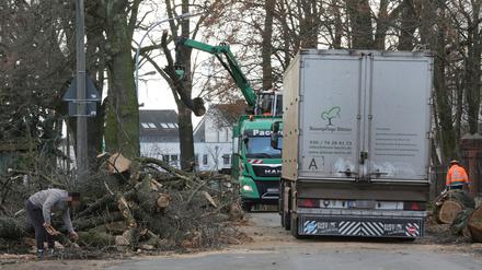 Die Baumfälllungen an der Ruhlsdorfer Straße sind vorerst gestoppt.