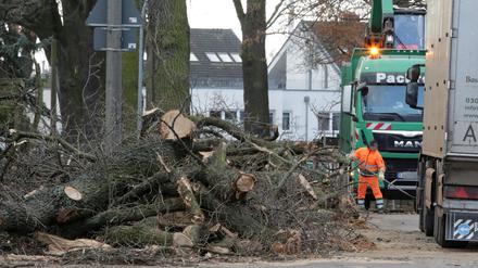 Baumfällungen in der Baustelle Ruhlsdorfer Strasse Teltow