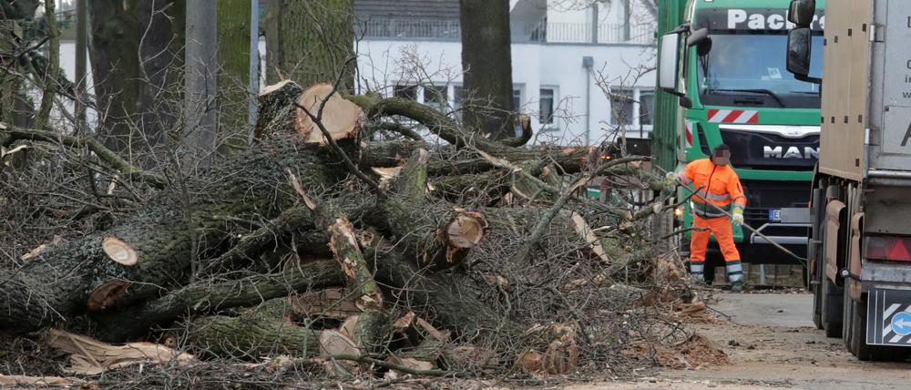 Baumfällungen in der Baustelle Ruhlsdorfer Strasse Teltow