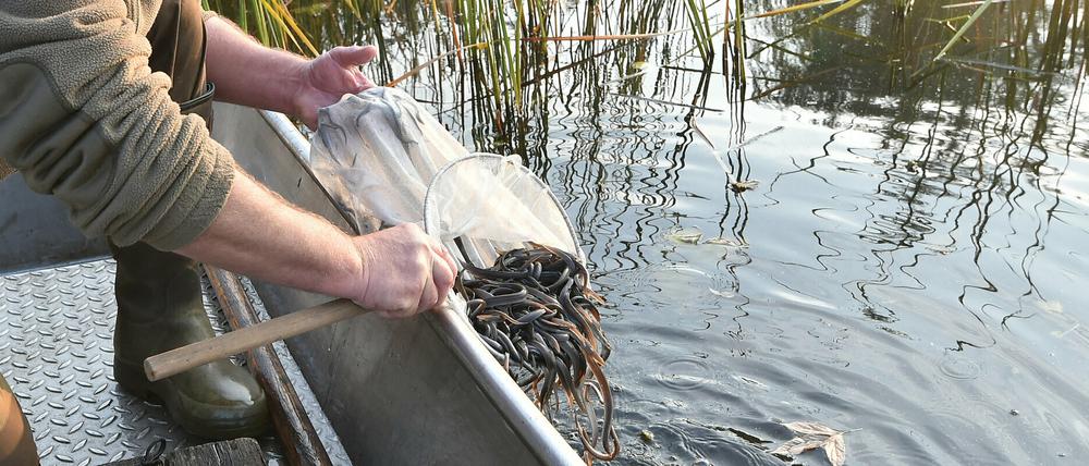 Heute ist es wieder so weit: An der Havel werden Aale ausgesetzt.