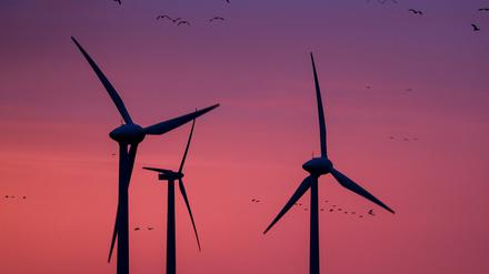 Seit Jahren gibt es Streit um Windpark in Reesdorfer Heide.