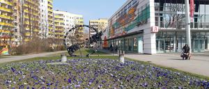 Potsdam blüht auf - die Blumenrabatten werden wieder bepflanzt.