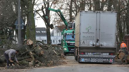 Baumfällungen in der Baustelle Ruhlsdorfer Strasse in Teltow