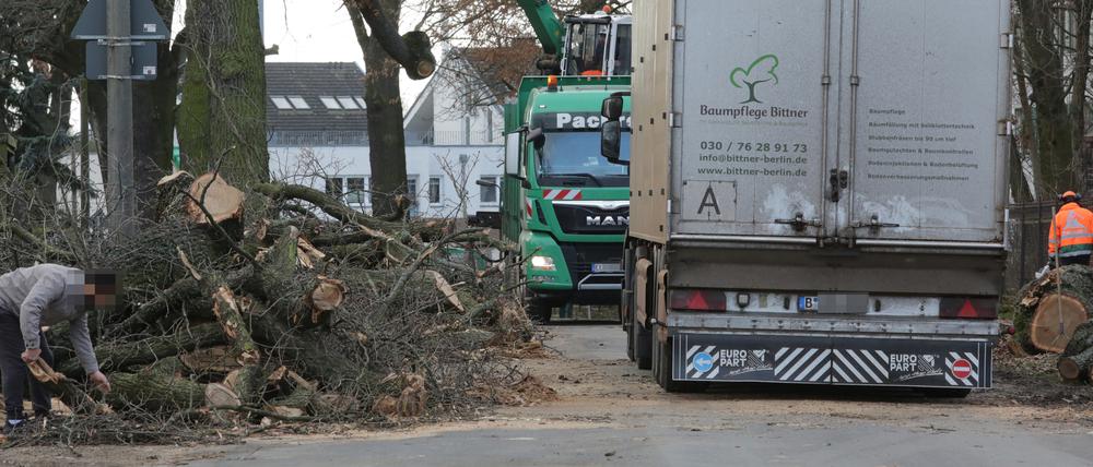 Baumfällungen in der Baustelle Ruhlsdorfer Strasse in Teltow