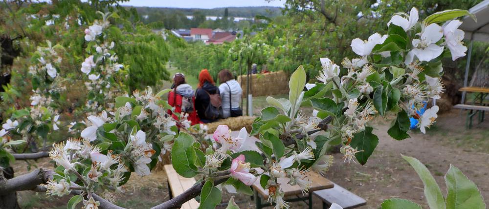 Die Werderaner wünschen sich ein familiäres Baumblütenfest.