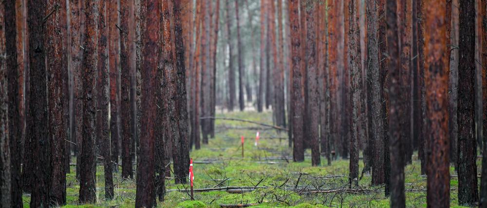 Ein Kiefernwald auf dem künftigen Gelände der geplanten Tesla-Gigafactory bei Grünheide.