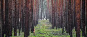 Ein Kiefernwald auf dem künftigen Gelände der geplanten Tesla-Gigafactory bei Grünheide.