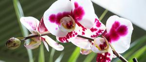 "Phalanopsis Wolfi" heißt diese Orchidee - Namensgeber ist der Potsdamer Modeschöpfer Wolfgang Joop.
