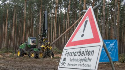 Der US-Elektroautobauer Tesla lässt für sein neues Werk in Grünheide den Wald roden.