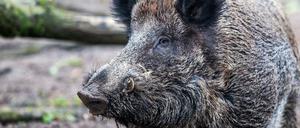 Auf Wildschweine könnte bald innerorts mit "energiereduzierter Munition" geschossen werden. Was das genau ist, ist unklar.
