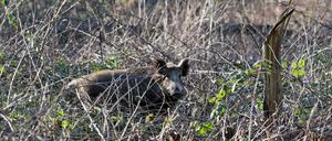Eine Bache im "Beethovewäldchen" in Stahnsdorf.