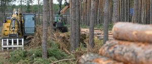 Diese Kiefern müssten fallen, damit Tesla in Grünheide bauen kann.