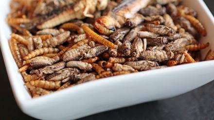 Beim "Insecta"-Kongress ging es um Nahrungsmittel aus Insekten - hier ein Foto der Teltower Firma "What the bug", die sich auf Insektensnacks spezialisiert hat.
