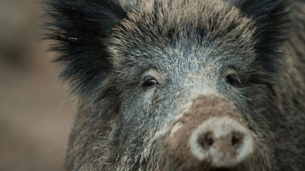 ARCHIV - Ein Wildschwein, aufgenommen am 07.11.2016 im Wildschweingehege in Stuttgart (Baden-Württemberg). (zu dpa «Schweinepest: Hessen setzt Schonzeit für Wildschweine nicht aus» vom 11.01.2018) Foto: Lino Mirgeler/dpa +++(c) dpa - Bildfunk+++
