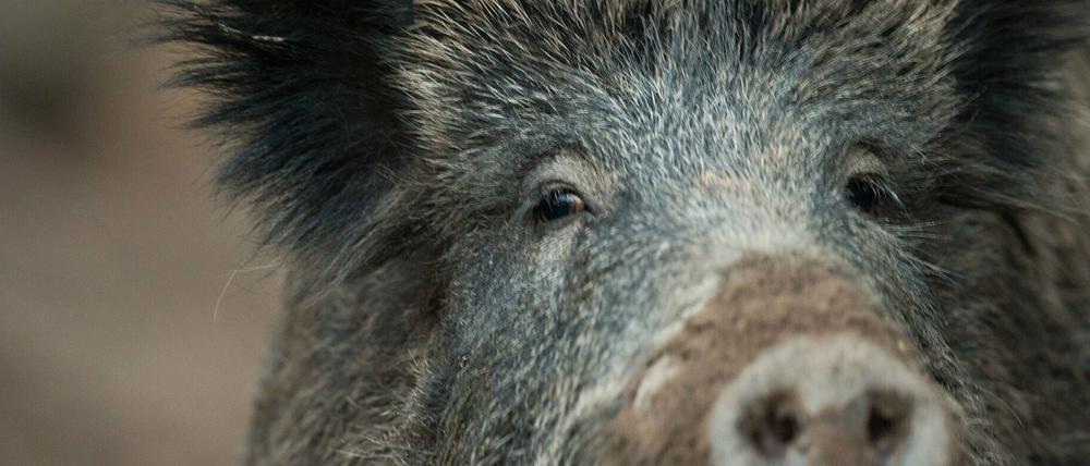 ARCHIV - Ein Wildschwein, aufgenommen am 07.11.2016 im Wildschweingehege in Stuttgart (Baden-Württemberg). (zu dpa «Schweinepest: Hessen setzt Schonzeit für Wildschweine nicht aus» vom 11.01.2018) Foto: Lino Mirgeler/dpa +++(c) dpa - Bildfunk+++