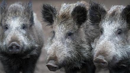 Wildschweine in Stahnsdorf: Bürgermeister Bernd Albers fordert eine Bogenjagd auf das Schwarzwild.