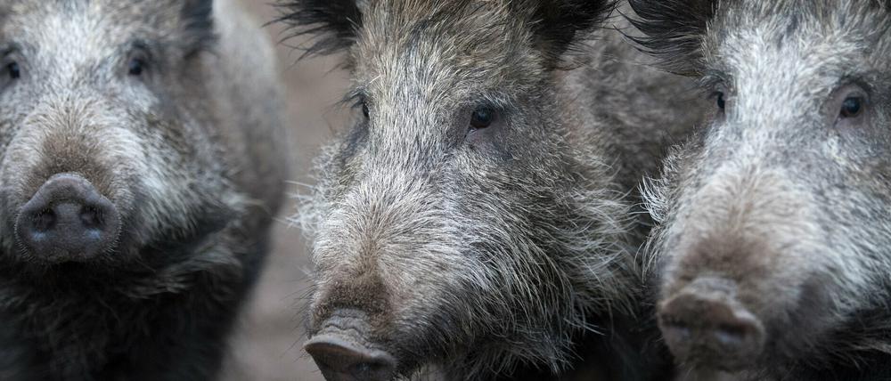 Wildschweine in Stahnsdorf: Bürgermeister Bernd Albers fordert eine Bogenjagd auf das Schwarzwild.