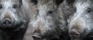 Wildschweine in Stahnsdorf: Bürgermeister Bernd Albers fordert eine Bogenjagd auf das Schwarzwild.