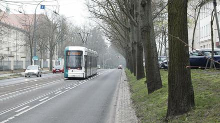 Die Tramgleise auf der Heinrich-Mann-Allee sollen erneuert und teils verlegt werden.