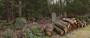 Der Trockenheit der vergangenen Jahre sind Hudnerte Bäume zum Opfer gefallen.