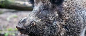 Die Wildschweine fühlen sich seit Jahren in der Region rund um Teltow wohl.