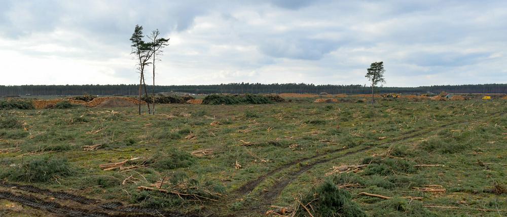 Vier einzelne Kiefern stehen noch auf der gerodeten Waldfläche auf dem Gelände der künftigen Tesla Gigafactory. Die Bäume sind bislang von der Rodung ausgenommen worden, da in ihnen Fledermäuse überwintern.