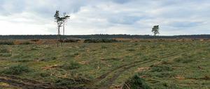 Vier einzelne Kiefern stehen noch auf der gerodeten Waldfläche auf dem Gelände der künftigen Tesla Gigafactory. Die Bäume sind bislang von der Rodung ausgenommen worden, da in ihnen Fledermäuse überwintern.