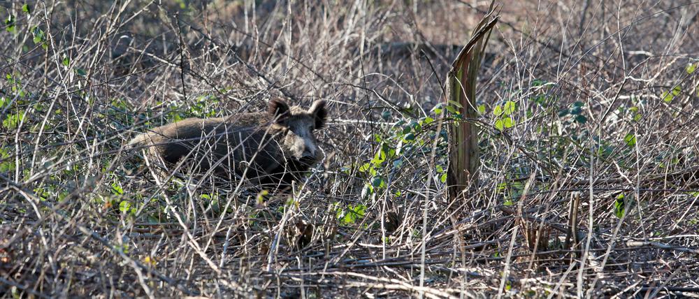 Wildschweine richten in Stahnsdorf und Umgebung immer wieder Schäden an.